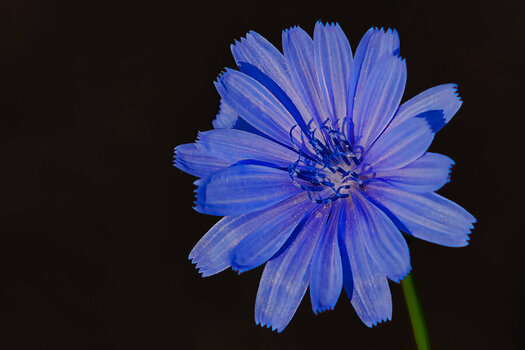 BlaueBlumeSOLOmStaubgefSL3Si20200.jpg