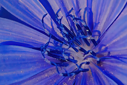 BlaueBlumeSOLONURStaubgefSL3Si20200.jpg