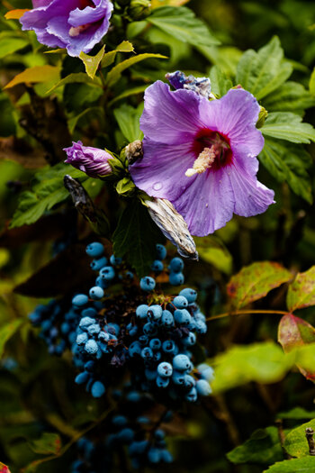 DSC_0808-DxO_DeepPRIME XD2s_DxO.jpg