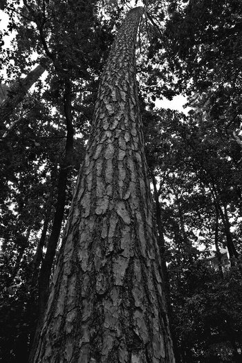 comp.IMGP19.jpg