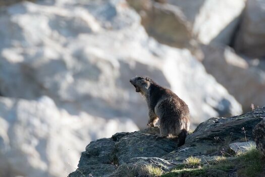 DSC_2588-bearb_bildgröße ändern.jpg DSC_2588-bearb_bildgröße ändern.jpg