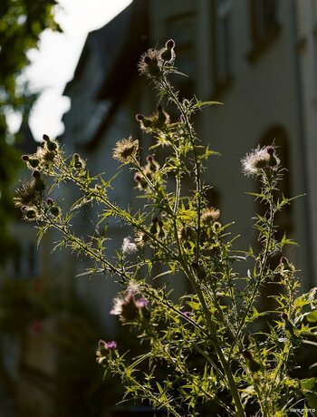 2607_Distelstrauch_0007_01.jpg