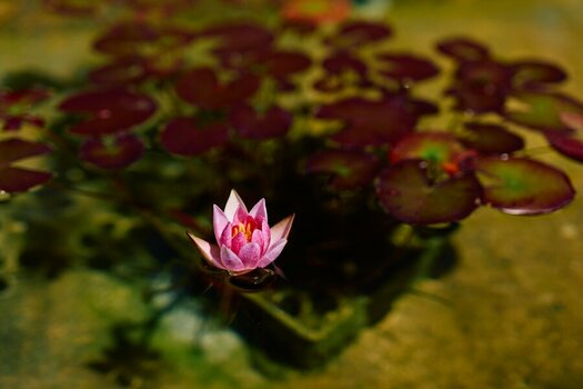 seerose-kl.jpg