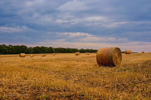 IMG_2794.jpeg