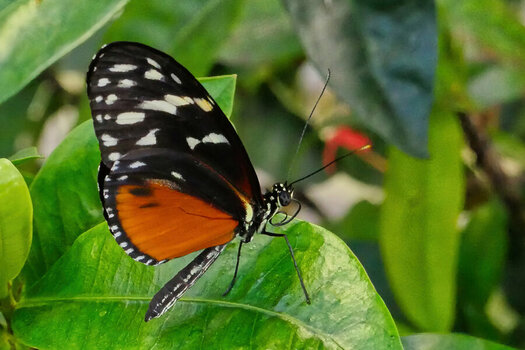 SchmetterlingSchwarzWeissOrangeseitlDLUX8CROP.jpg
