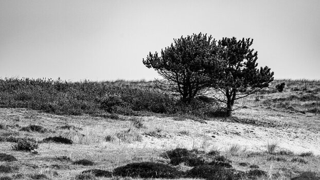 DSC_3619.jpg