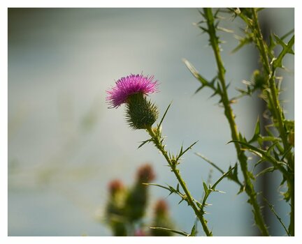 2607_Sommer am Ümminger See_119_01.jpg