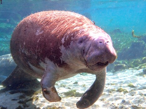 FA_Manatee_O140187-web.JPG