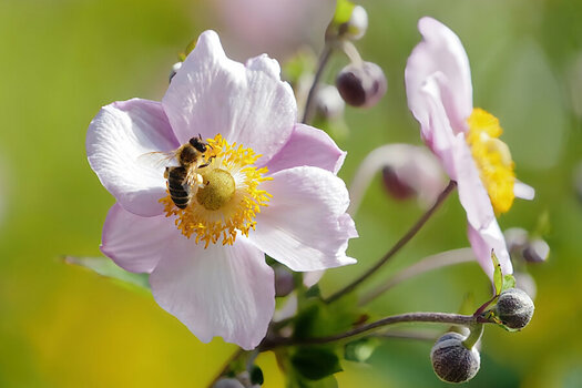 BieneanAnemoneSL3Si20200.jpg