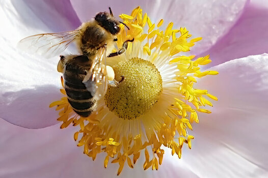 BieneanAnemoneZentrumSL3Si20200.jpg