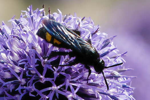 SchwarzkeulenbieneanBlauerKugelAUSSCHNITTSL3Si20200.jpg