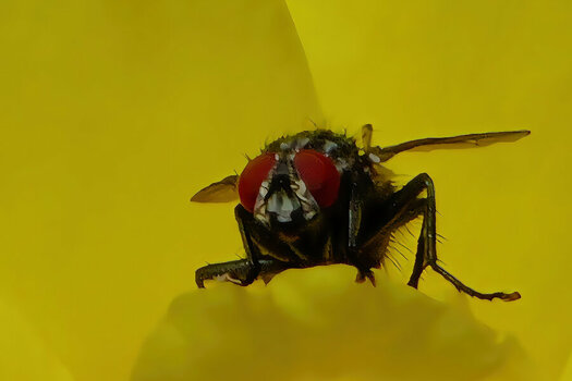 FliegeaufgelberRosefrontalNURFLIEGESL3Si20200.jpg