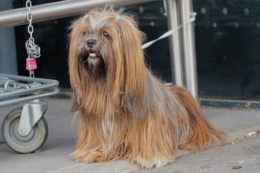 WartenderHundEINSSL3Si20200.jpg