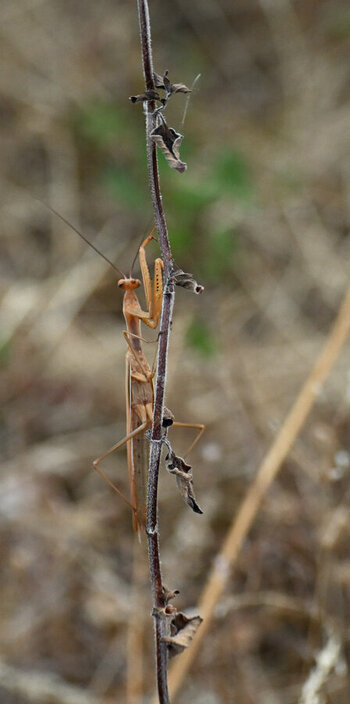 DSC_2253 - Kopie_114.JPG