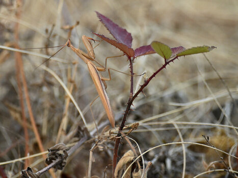 DSC_2241_115.JPG