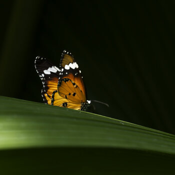 DSC_2744-DxO_DeepPRIME XD2s_DxO.jpg