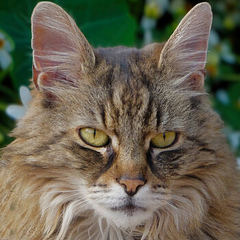 KatzenporträtQUADRATSL3Si2020FINFINFIN.jpg