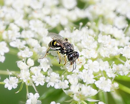 Oxybelus bipunctatus.jpg Oxybelus bipunctatus.jpg