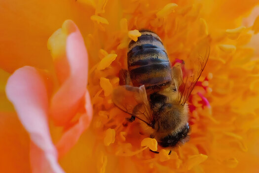 BieneinStuabgefRoterRoseBienenparadiesEINSSL3Si20200.jpg BieneinStuabgefRoterRoseBienenparadiesEINSSL3Si20200.jpg
