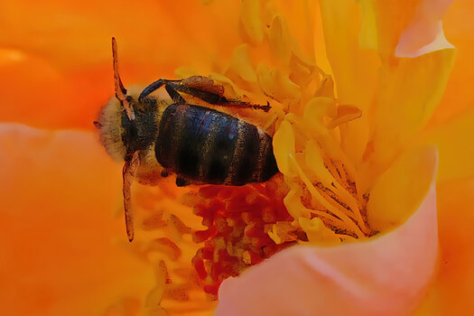 BieneinStuabgefRoterRoseBienenparadiesDREISL3Si20200.jpg BieneinStuabgefRoterRoseBienenparadiesDREISL3Si20200.jpg