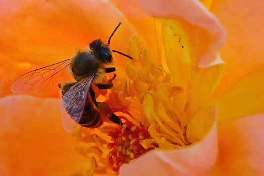 BieneinStuabgefRoterRoseBienenparadiesZWEISL3Si20200.jpg BieneinStuabgefRoterRoseBienenparadiesZWEISL3Si20200.jpg