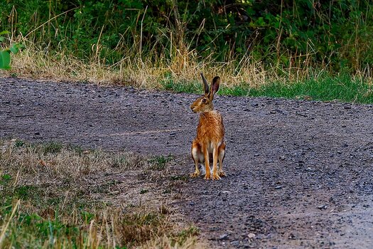 hase.jpg