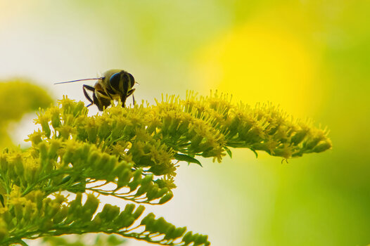 InsektaufgelbenBlütenastsaugendEINSSL3Si20200.jpg InsektaufgelbenBlütenastsaugendEINSSL3Si20200.jpg
