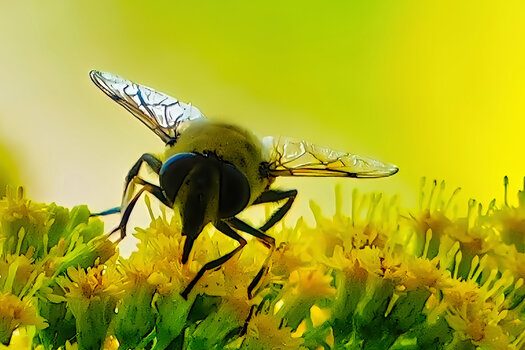 InsektaufgelbenBlütenastsaugendDREISL3Si20200EXTREMAUSSCHNITT.jpg InsektaufgelbenBlütenastsaugendDREISL3Si20200EXTREMAUSSCHNITT.jpg