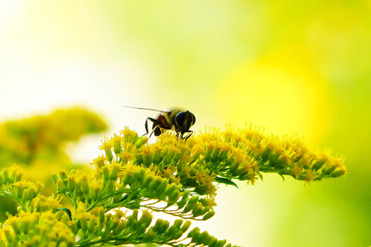 InsektaufgelbenBlütenastsaugendZWEISL3Si20200.jpg InsektaufgelbenBlütenastsaugendZWEISL3Si20200.jpg