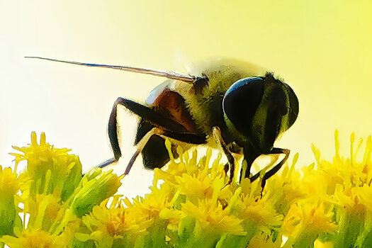 InsektaufgelbenBlütenastsaugendZWEISL3Si20200EXTREMAUSSCHNITT.jpg InsektaufgelbenBlütenastsaugendZWEISL3Si20200EXTREMAUSSCHNITT.jpg