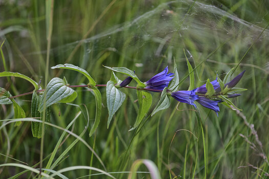 DSC_0465.f.jpg