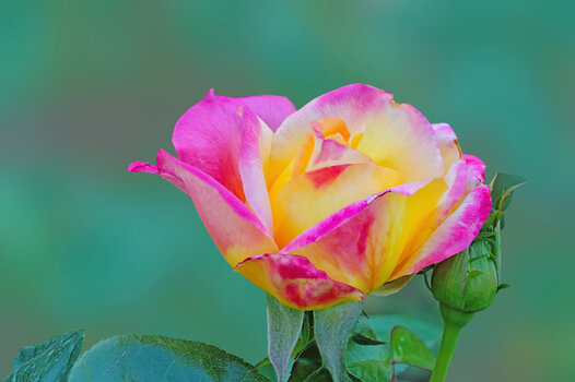 RoseMulticolorSL3Si20200FINFINFIN.jpg