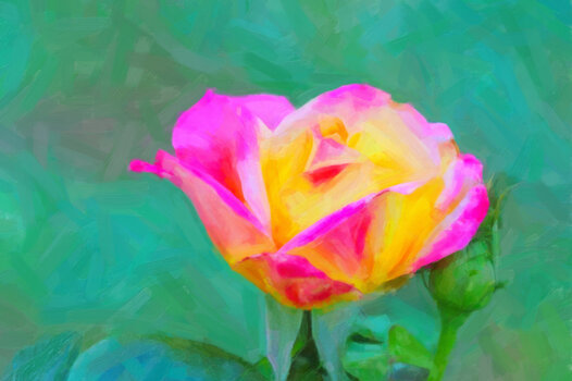 RoseMulticolorSL3Si20200FINFINFINARTWORK.jpg