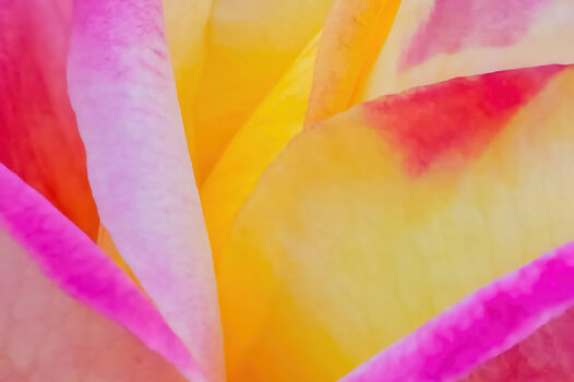 RoseMulticolorSL3Si20200ABSTRAKTNURFARBEN.jpg