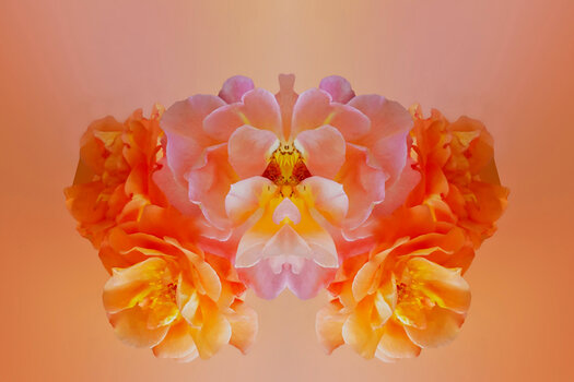 RoseRosaundOrangeSL2CMac180Ext1,4SYMMETRISCHDRUCKGRÖSSE.jpg