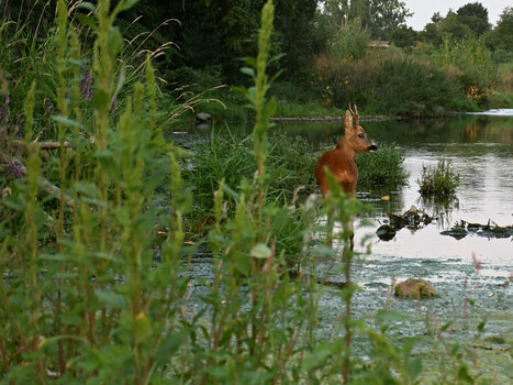 DSC_3703 - Kopie_126.JPG