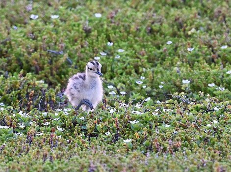 DSC_7597.JPG
