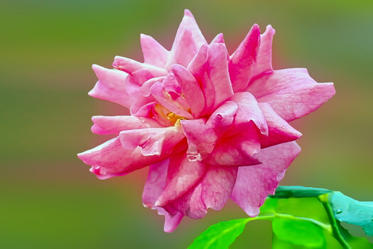 RoseRosamTropfenGROSSOM190Mac.jpg