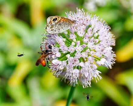 pollen.jpg
