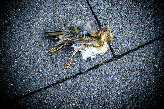 Bird.jpg