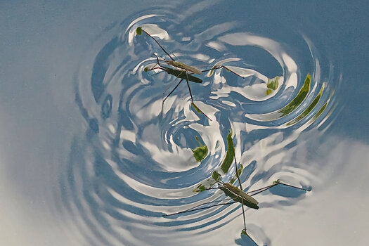 WasserläuferDoppelTanzOM190VARIANTE.jpg