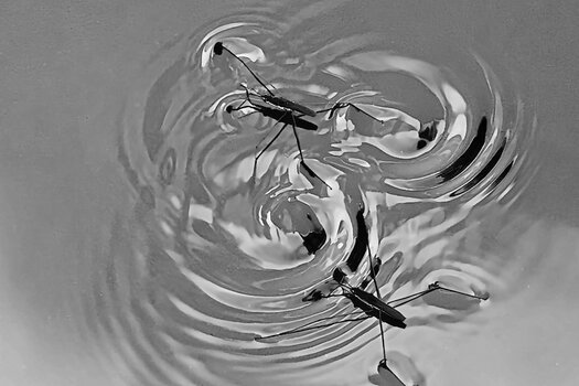 WasserläuferDoppelTanzOM190SCHWARZWEISS.jpg