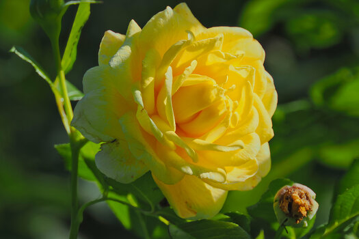 RoseGelbSOLOGROSSOM190.jpg