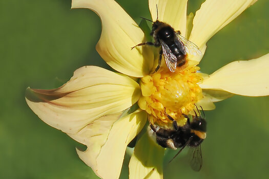 InsektenKoexistenzaufgelberBlüteOM190.jpg