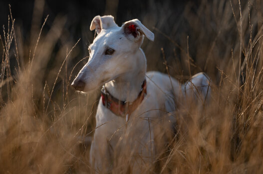 sikari-5701.jpg