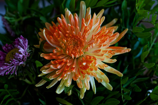 DSC_3232_DxO.jpg