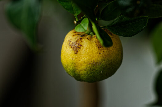 DSC_3225_DxO.jpg