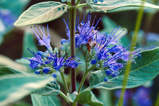 SäckelblumeEINSOM190.jpg