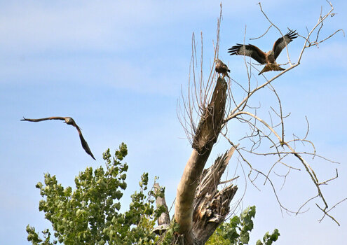 DSC_1371 - Kopie_158_159.JPG