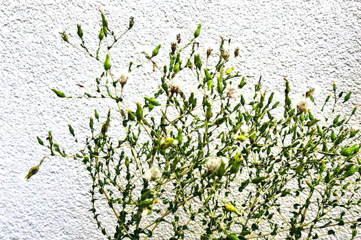 IMG_5930_low.jpg